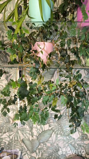 Циссус. Комнатная берёзка. Цветок домашний