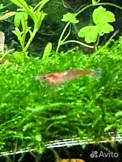 Аквариумные креветки неокардины