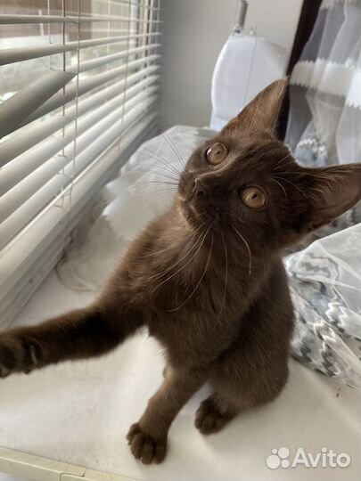 Котенок в дар