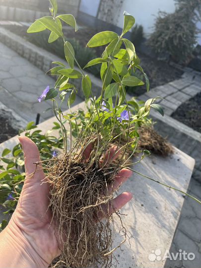 Многолетник