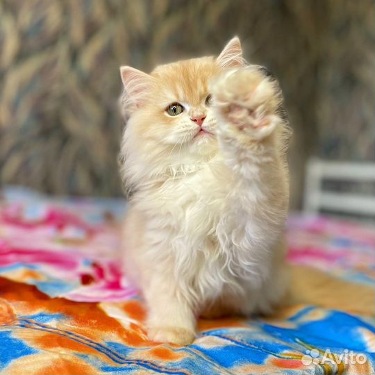 Мальчик лиловое золото