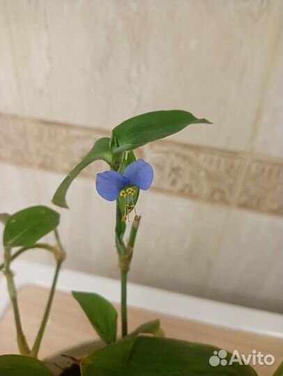 Традесканция с голубыми цветочками