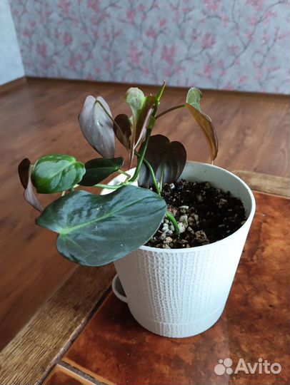 Филодендрон