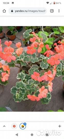 Герань пеларгония