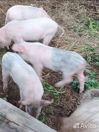 Поросятки молоденькие 3х месечные продаются цена