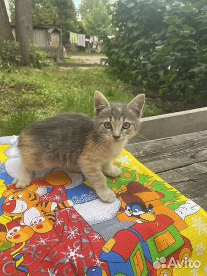 Ручная котодевочка 1,5 месяца