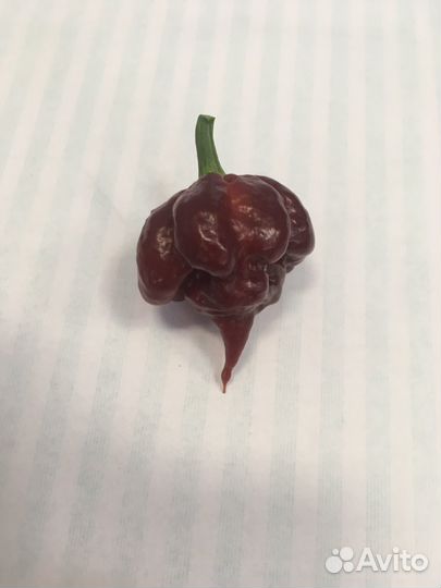 Каролина рипер