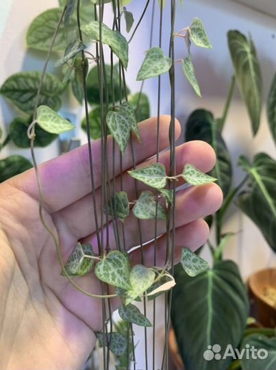 Церопегии / Ceropegia