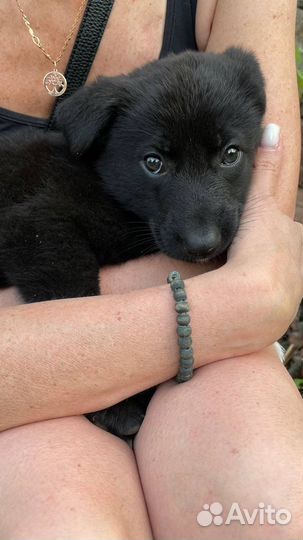 Щенок метис овчарки