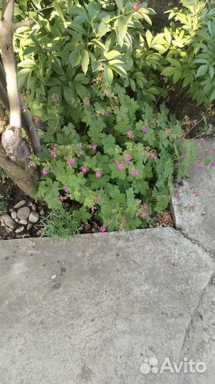 Пеларгония садовая