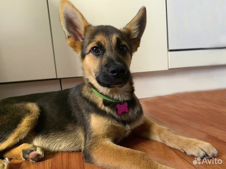 Чудесный щенок девочка