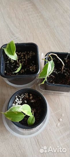 Фикус бенджамина