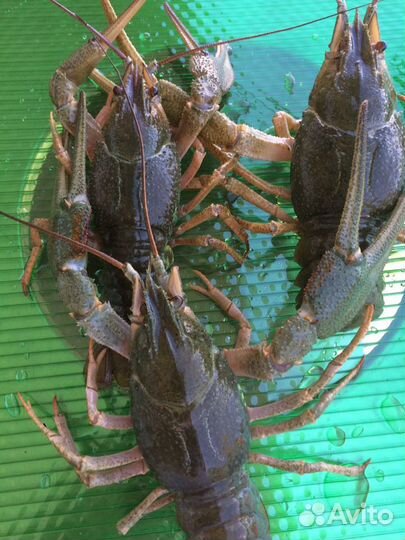 Раки большие Рыба живая