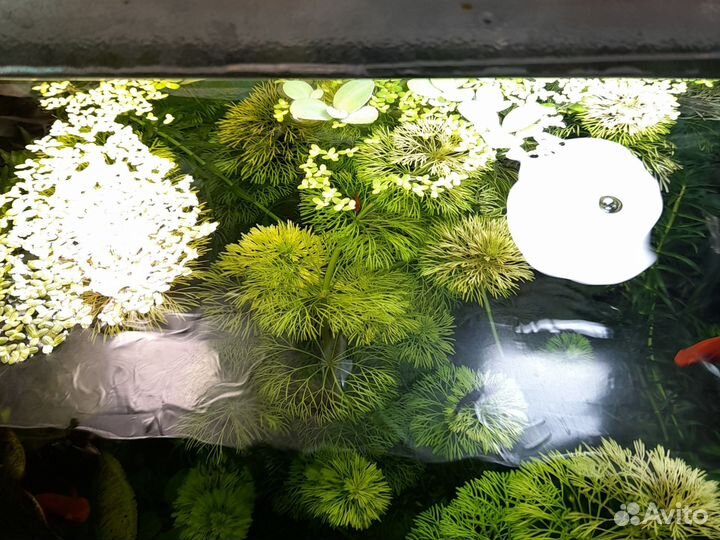 Растения для аквариума