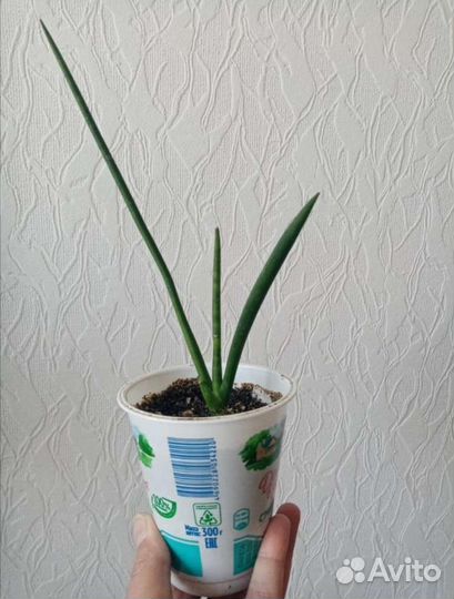 Замиокулькас. Сансевиерия