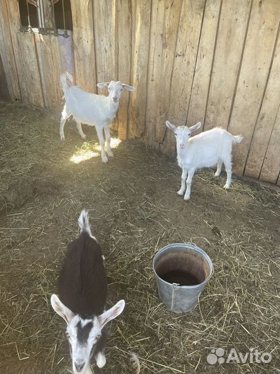 Коза дойная