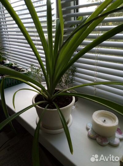 Фикус Бенджамина и домашние цветы