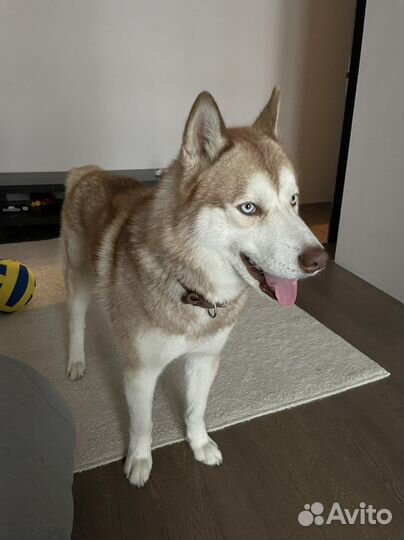 Хаски для вязки