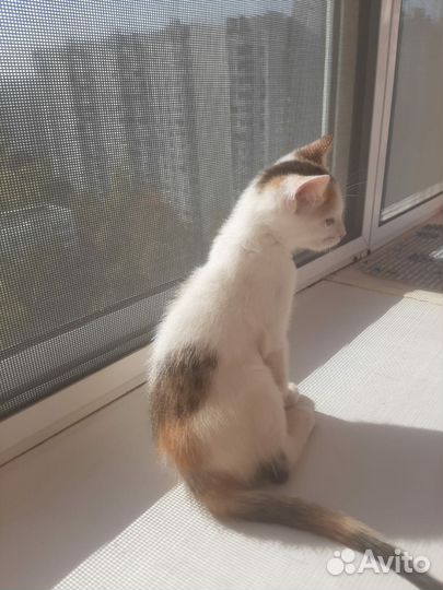 Котейки в добрые ручки)
