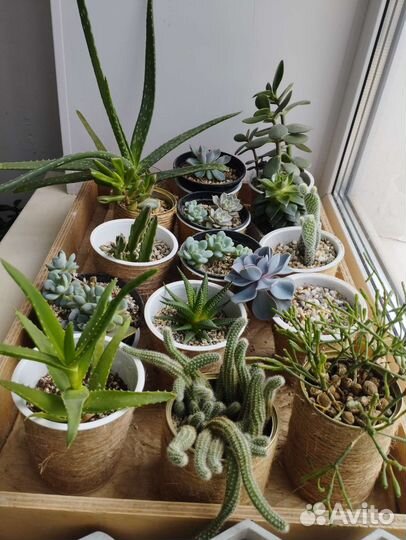 Кактусы и суккуленты