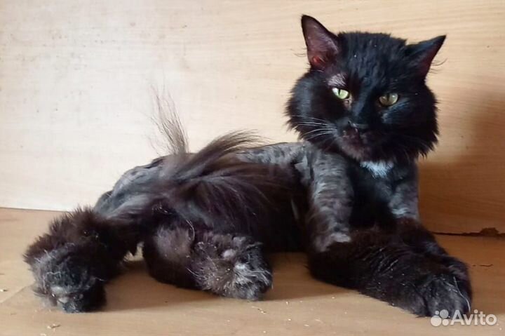Отдам кота в добрые руки