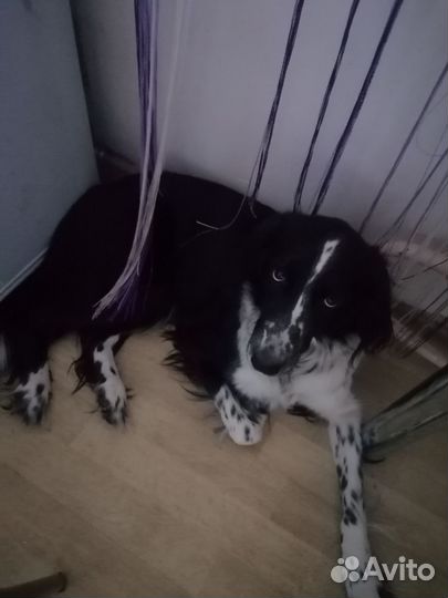 Собачка в добрые руки