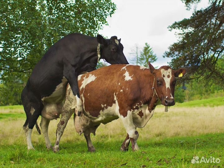 Искусственное осеменение коров и телок