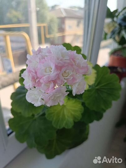 Герань пеларгония розебудная