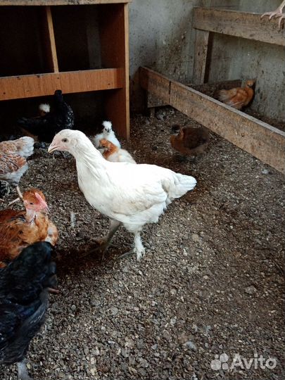 Цыплята подрощеные