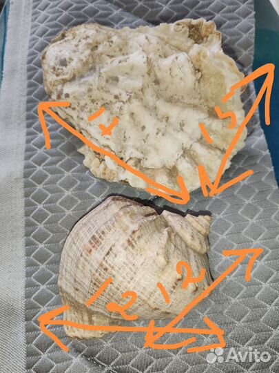 Морские ракушки раковины большие