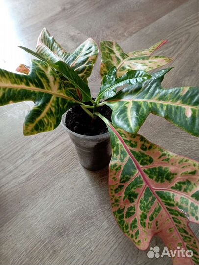 Комнатные растения