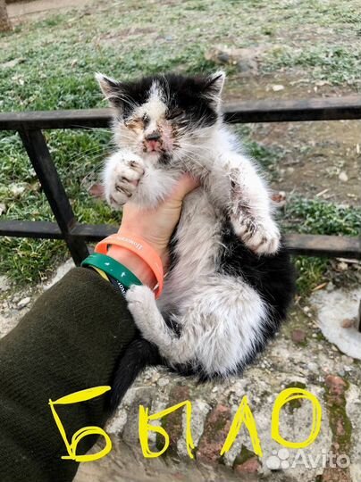 Грузия (любой город). Ищем дом котенку, мальчик