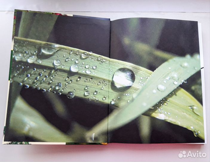 Энциклопедия лекарственных растений Ильина Татьяна