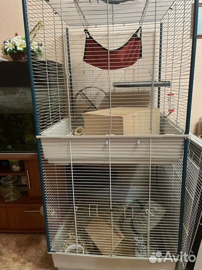 Клетка