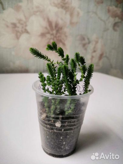 Крассула и другие суккуленты