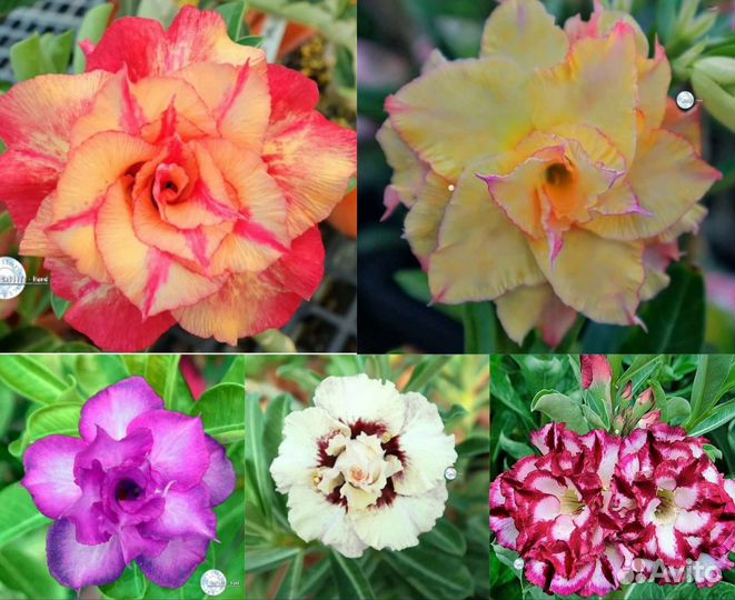 Семена Адениума