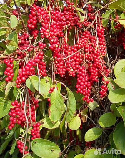 Лимонник саженцы