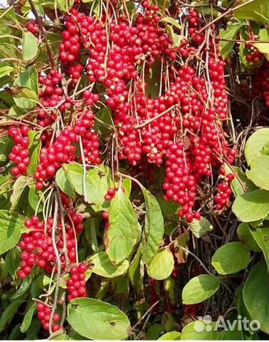 Лимонник саженцы