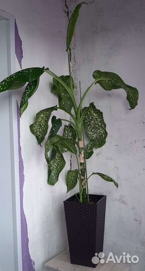 Диффенбахия