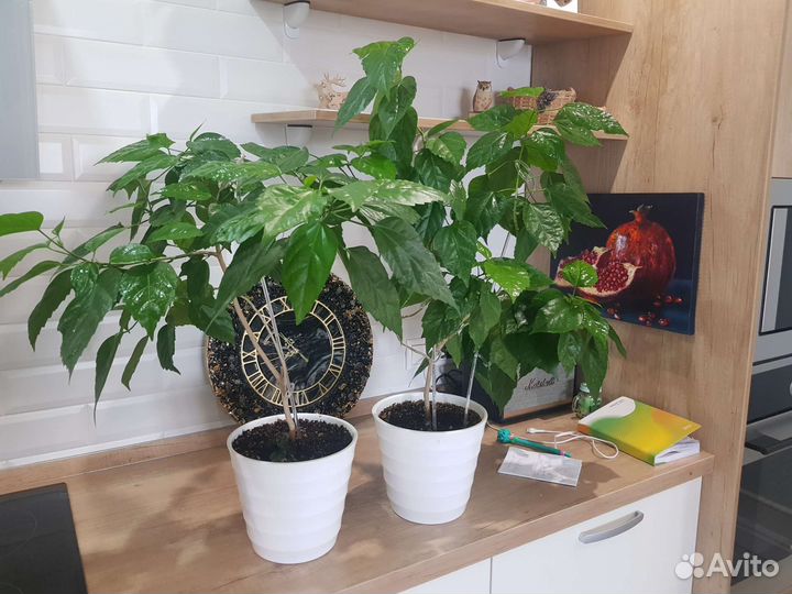 Гибискус китайская роза