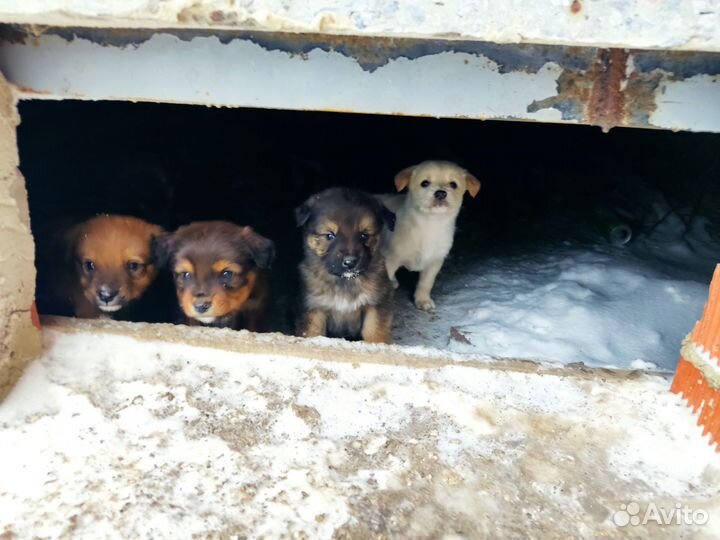 Щенки в добрые руки бесплатно