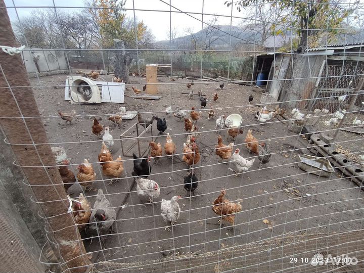 Куры несушки