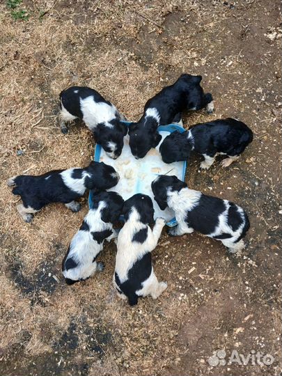 Щенки русского охотничего спаниеля