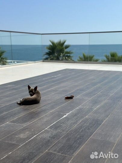 Вязка чихуахуа