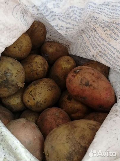 Продам картофель