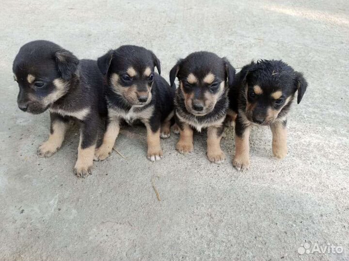 Отдам собаку в добрые руки