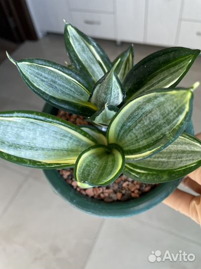 Сансевиерия сортовая
