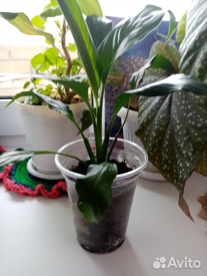 Спатифиллум