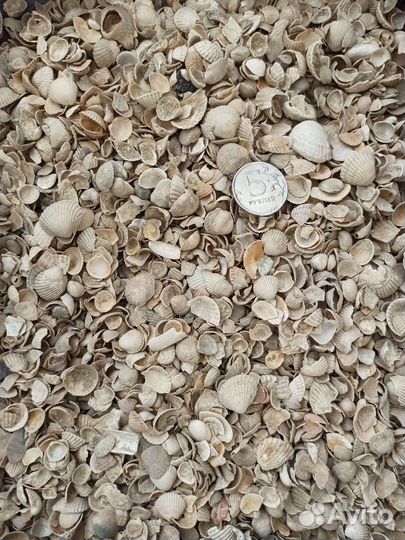 Ракушка кормовая