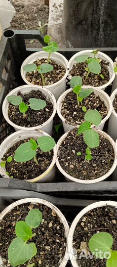 Рассада Окра (Бамия)